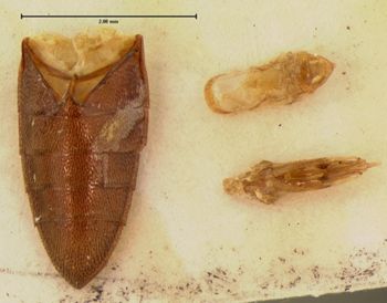Media type: image;   Entomology 2369 Aspect: abdomen ventral view